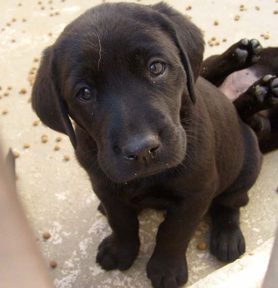 Labrador Retriever puppy sitting on the floor with its sad face
