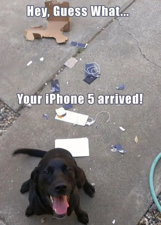 black Labrador sitting on the concrete while excitedly looking up photo with a text 