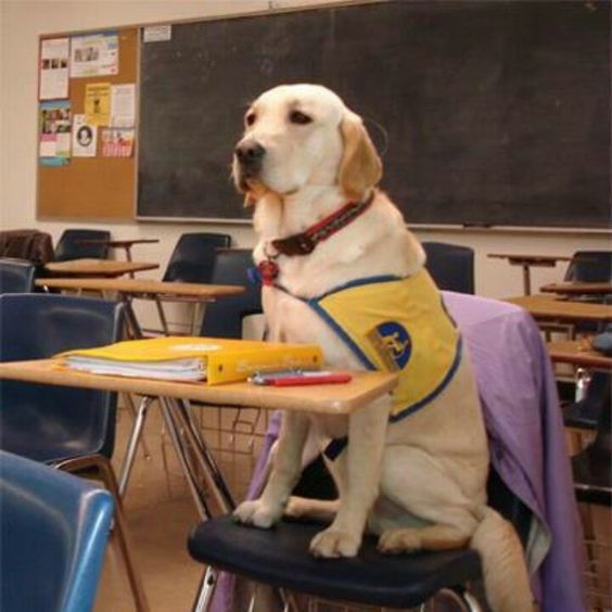 Labrador sitting on the chair inside the classroom