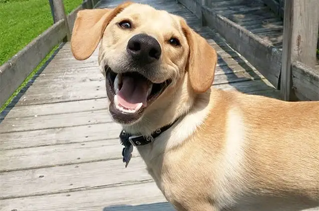 Labrador standing on the wooden bridge while smiling back