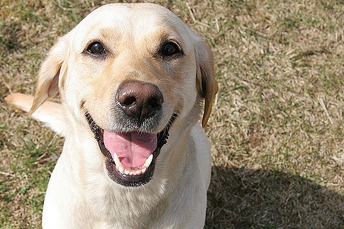 Labrador sitting on the grass while smiling