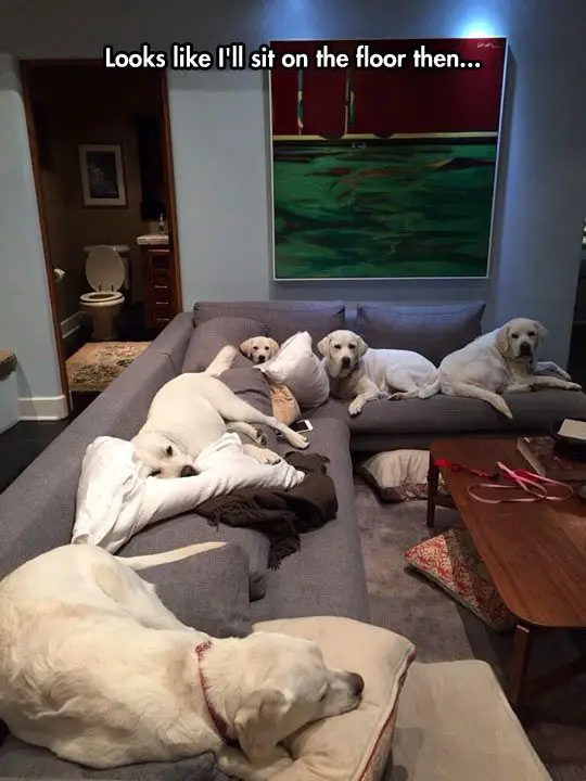 five cream Labrador lying on the couch photo with text - Looks like I'll sit on the floor then....