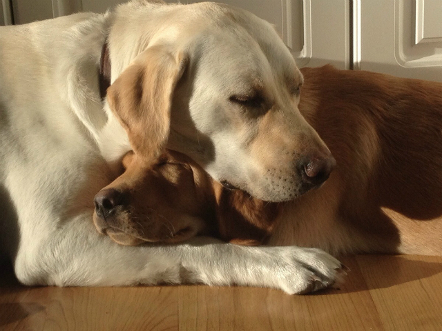 Labrador lying on the floor with its face on top of the head of a Golden Retriever