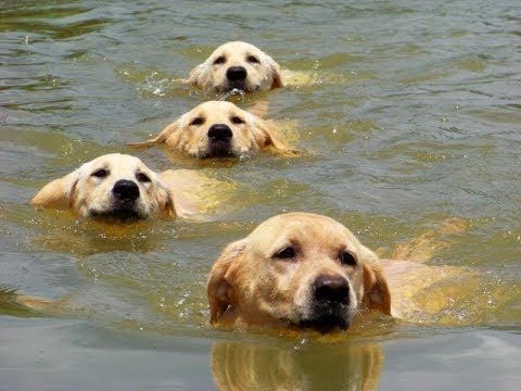 four Labradors swimming in the water