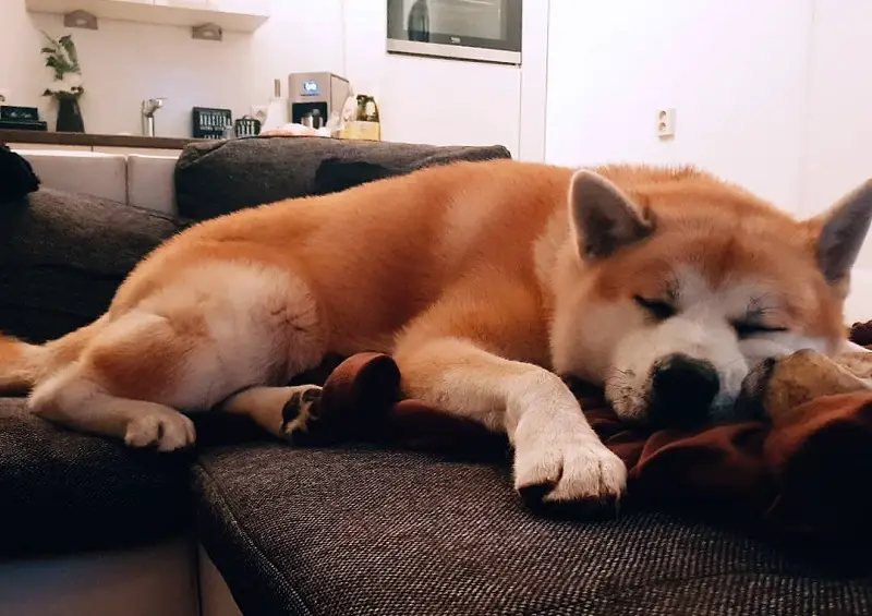 Akita Inu sleeping soundly on the couch