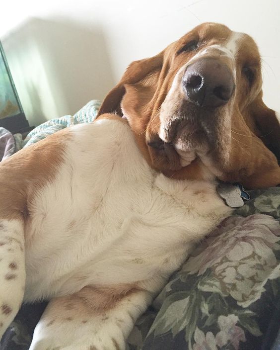 basset hound sleeping on the couch