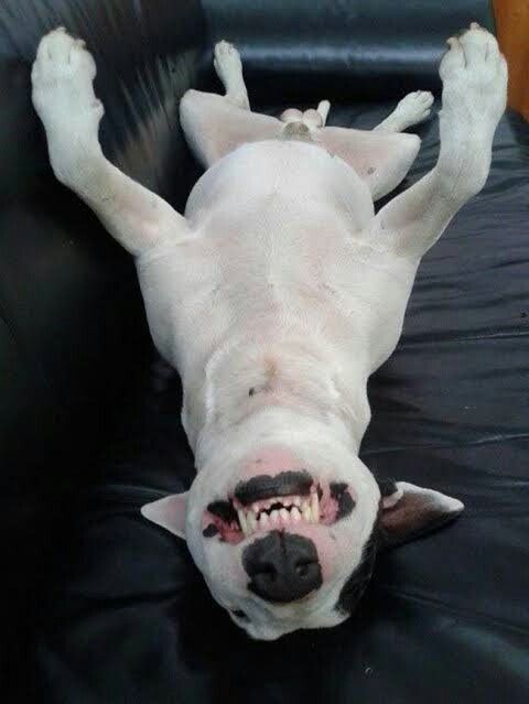 English Bull Terrier lying on its back in the couch while smiling