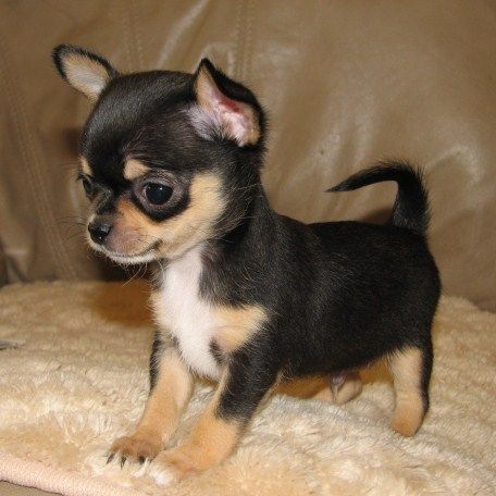 A Chihuahua puppy standing on the couch