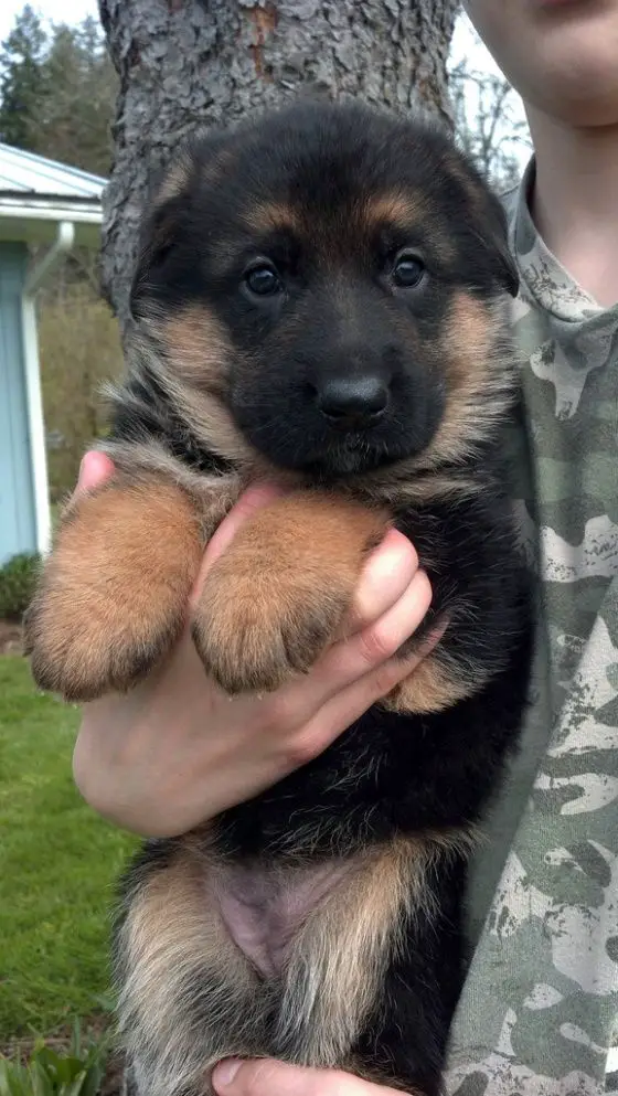 German Shepherd puppy in a man's arms