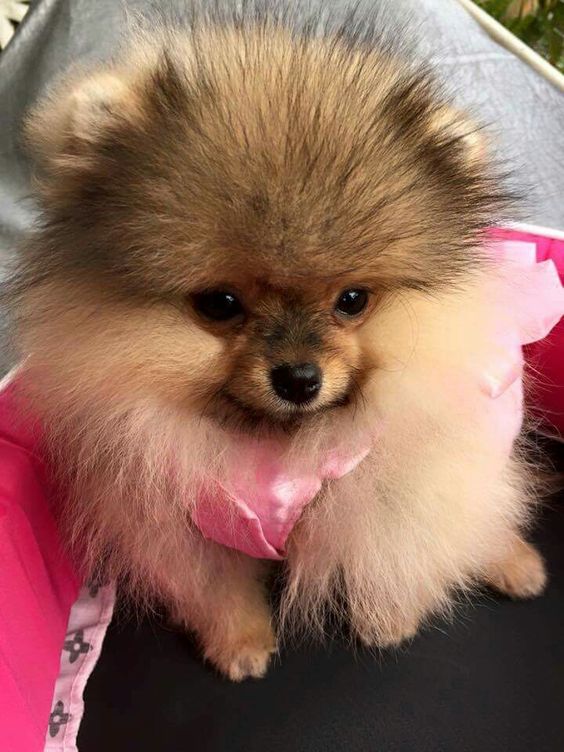 A Pomeranian sitting on the bed