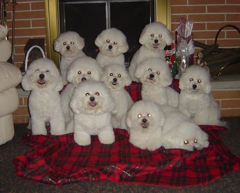 group of Bichon Frises sitting on the floor