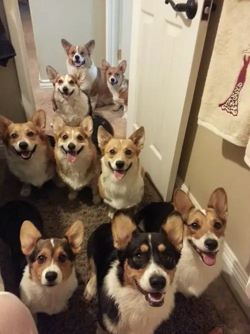 A pack of Corgi sitting on the floor in the hallway while looking up and smiling