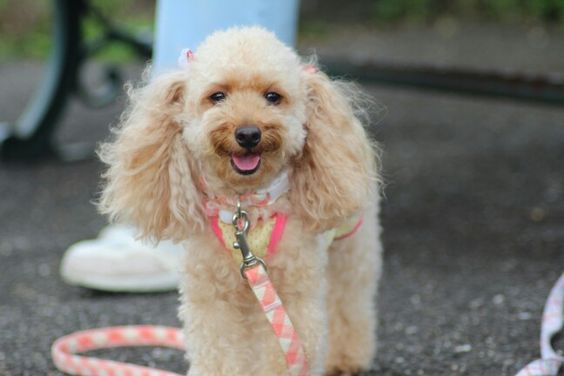smiling poodle puppy 