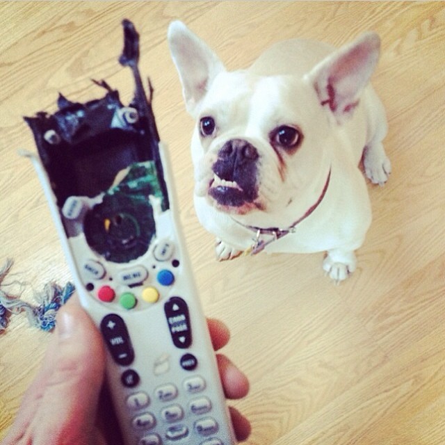 hand of a man holding a torn remote while a French Bulldog is sitting on the floor with its sad face