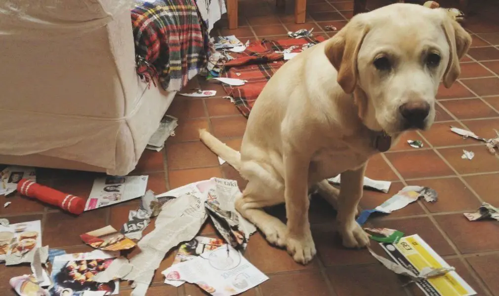A Labrador sitting on the floor with torn pieces of paper and its guilty face