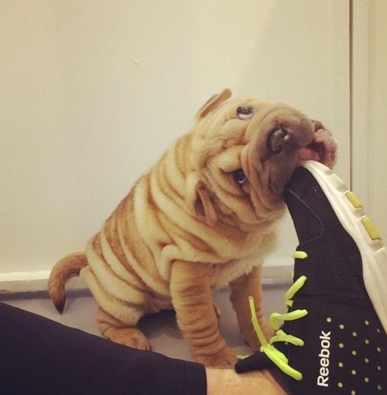 A Shar-Pei biting the shoe of a woman sitting on the floor
