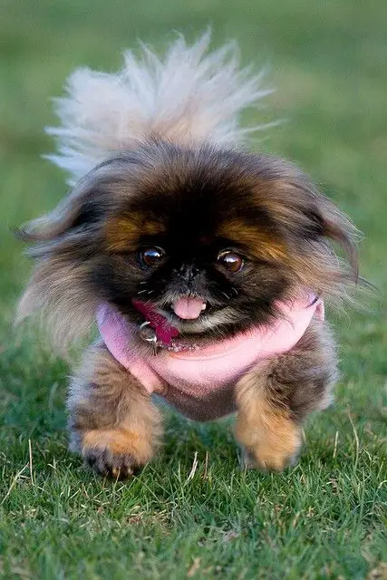 A Pekingese wearing a pink shirt while running in the field