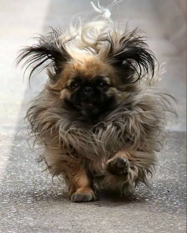 A Pekingese running on the road