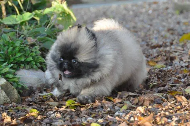 A Pekingese running in the garden with its scared face