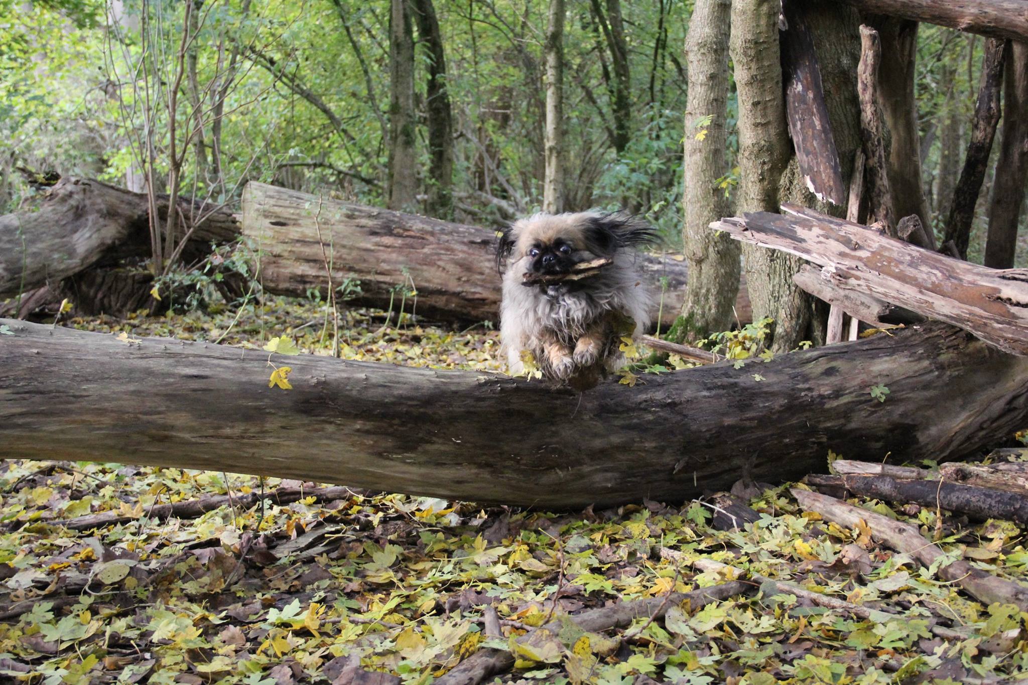 A Pekingese jumping over the tree trunk laid on the ground in the forest