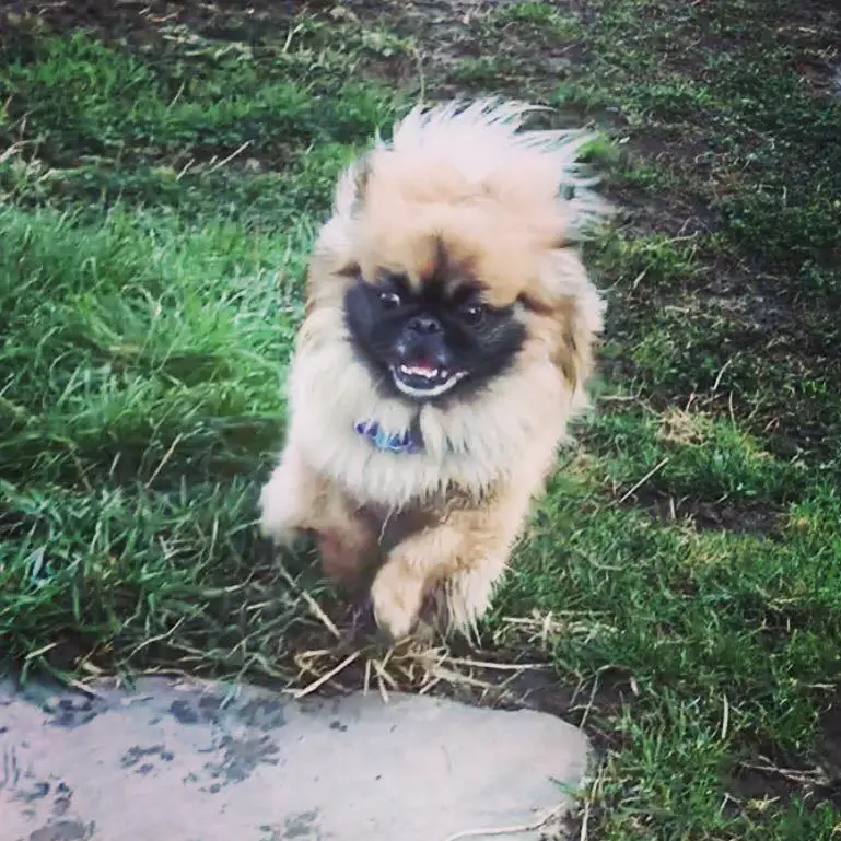A Pekingese running in the forest