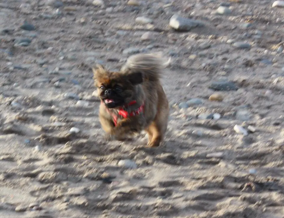 A Pekingese running at the beach