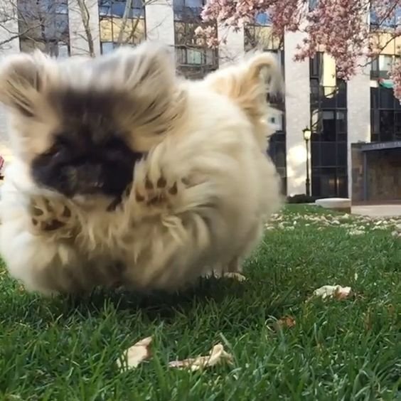 A Pekingese running at the park