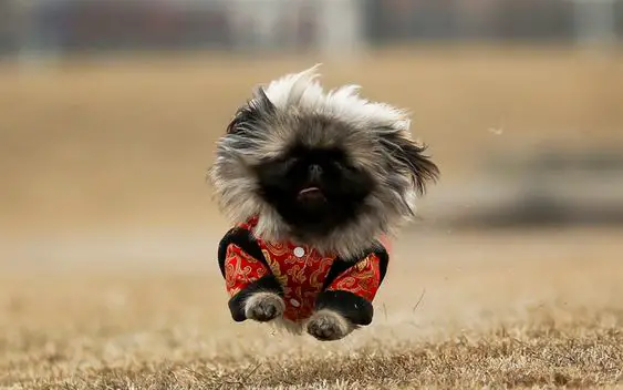A Pekingese wearing a traditional costume while running in the field