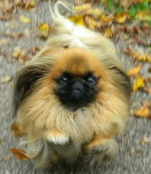 A Pekingese running in the forest with dried leaves on the ground