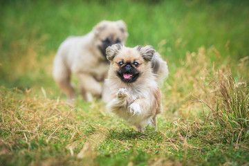 A Pekingese and another dog behind running in the field