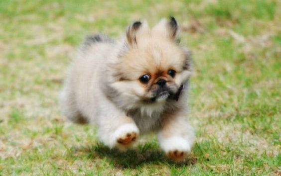 A Pekingese puppy running in the yard