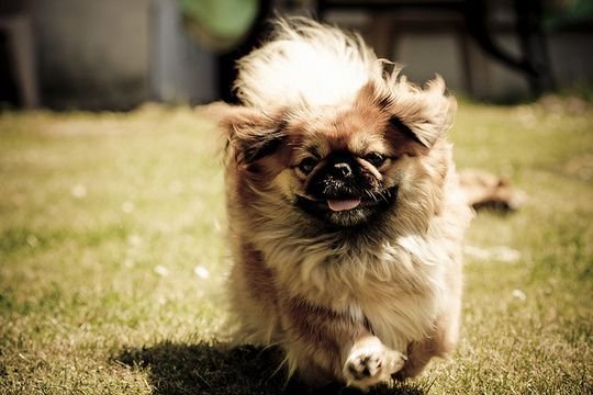 A Pekingese running in the yard