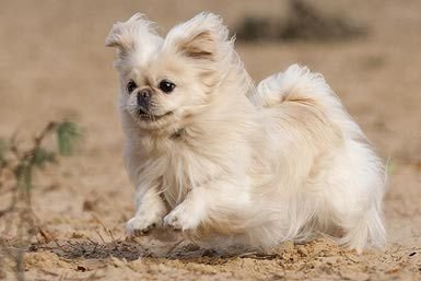 An adorable white Pekingese running