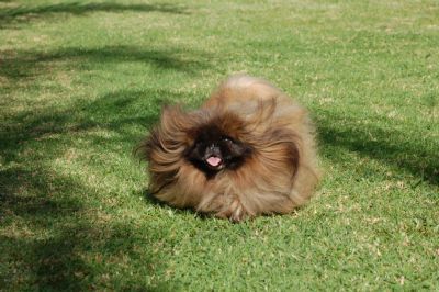 A brown Pekingese with long fur running at the park