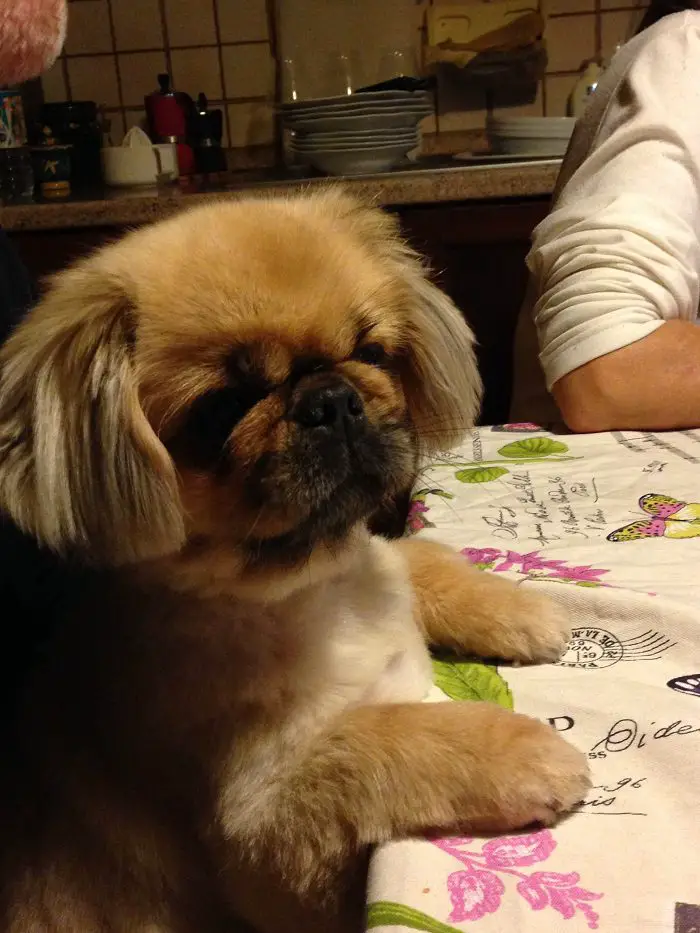 A Pekingese sitting at the table