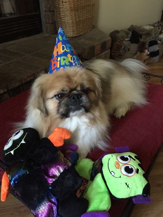 A Pekingese lying on its bed with its stuffed toys while wearing a birthday cone hat