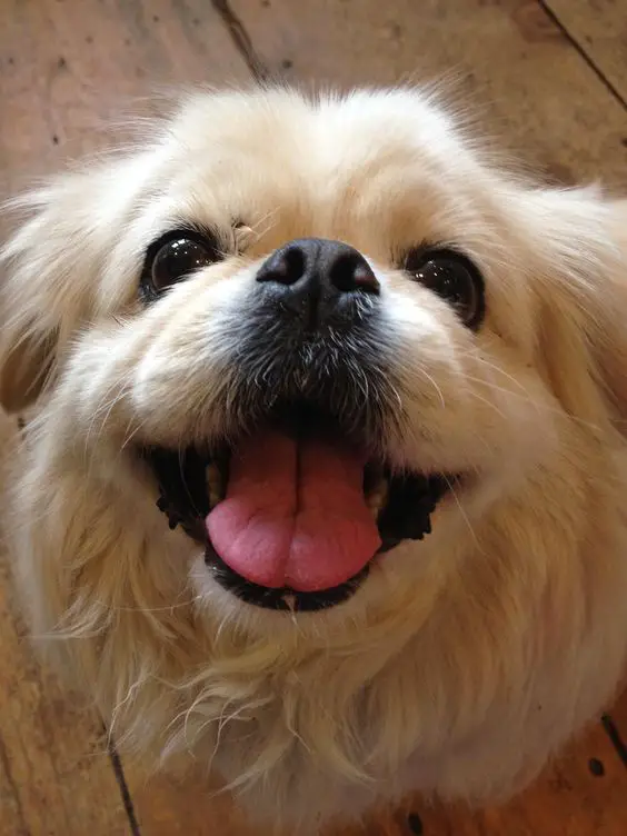 A Pekingese sitting on the floor while looking up and smiling