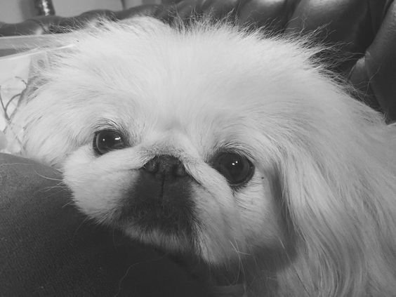 A black and white Pekingese lying on the floor