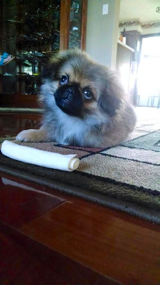 A Pekingese lying on the carpet