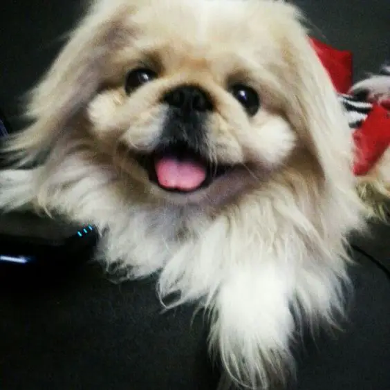 smiling Pekingese with its tongue out