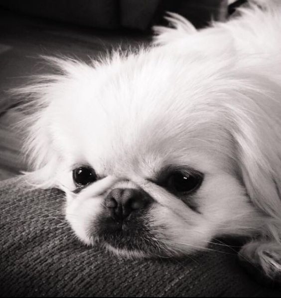 black and white Pekingese lying on the couch