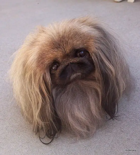 A Pekingese sitting on the floor while tilting its head