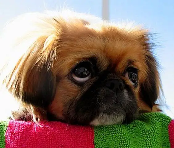 Pekingese dog with its face resting on top of a towel while looking up