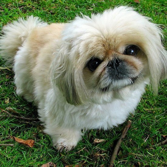 A Pekingese sitting on the grass