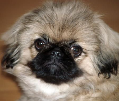 A Pekingese lying on the floor