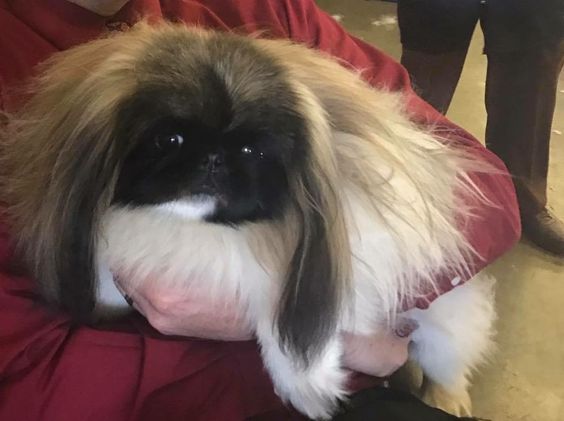 A Pekingese in the arms of a man