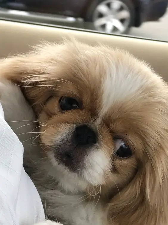 A Pekingese lying on the couch leaning towards the pillow with its adorable face