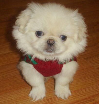 A Pekingese wearing a red sweater while sitting on the floor