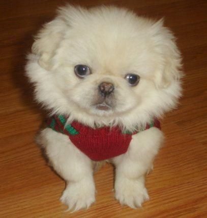 A Pekingese wearing a red sweater while sitting on the floor