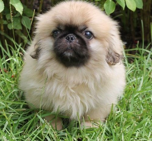 A Pekingese standing in the garden